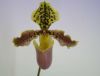 【花なし株】 パフィオペディラム ヘンリーアナム Paph.henryanum 原種 3号鉢 20cm 開花サイズ(BS)