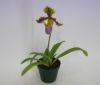 【花なし株】 パフィオペディラム ヘンリーアナム Paph.henryanum 原種 3号鉢 20cm 開花サイズ(BS)