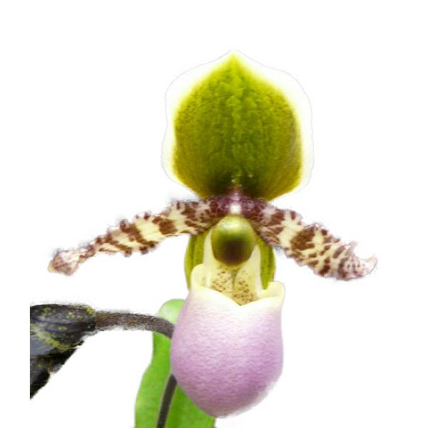 【花なし株】 パフィオペディラム リーミアナム Paph.liemianum 原種 3.5号鉢 30cm 開花サイズ(BS) | 洋蘭.jp