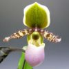 【花なし株】 パフィオペディラム リーミアナム Paph.liemianum 原種 3.5号鉢 30cm 開花サイズ(BS)
