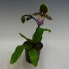 【花なし株】 パフィオペディラム リーミアナム Paph.liemianum 原種 3.5号鉢 30cm 開花サイズ(BS)