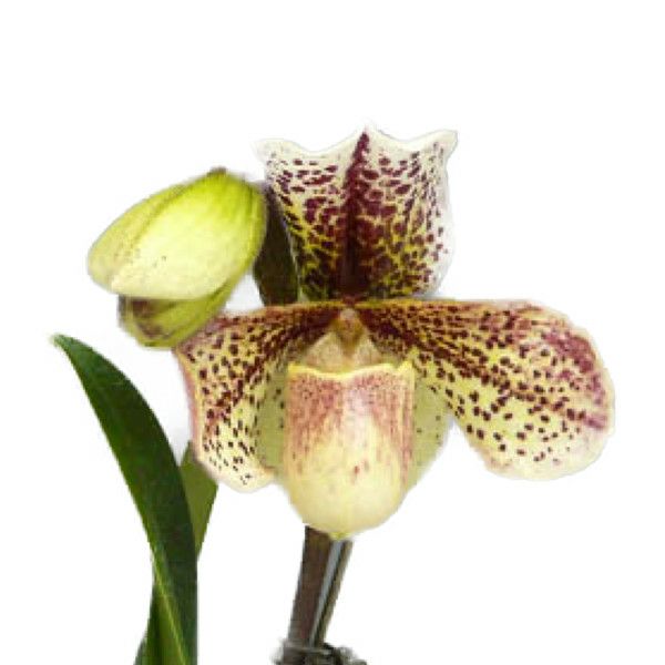 【花なし株】 パフィオペディラム レディークルナス ‘ワットクロフトフォール’ Paph.Lady Clunas ‘Watcloft Hall’ FCC/RHS 交配種 4号鉢 30cm 開花サイズ(BS)