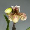 【花なし株】 パフィオペディラム レディークルナス ‘ワットクロフトフォール’ Paph.Lady Clunas ‘Watcloft Hall’ FCC/RHS 交配種 4号鉢 30cm 開花サイズ(BS)