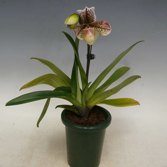 【花なし株】 パフィオペディラム レディークルナス ‘ワットクロフトフォール’ Paph.Lady Clunas ‘Watcloft Hall’  FCC/RHS 交配種 4号鉢 30cm 開花サイズ(BS)