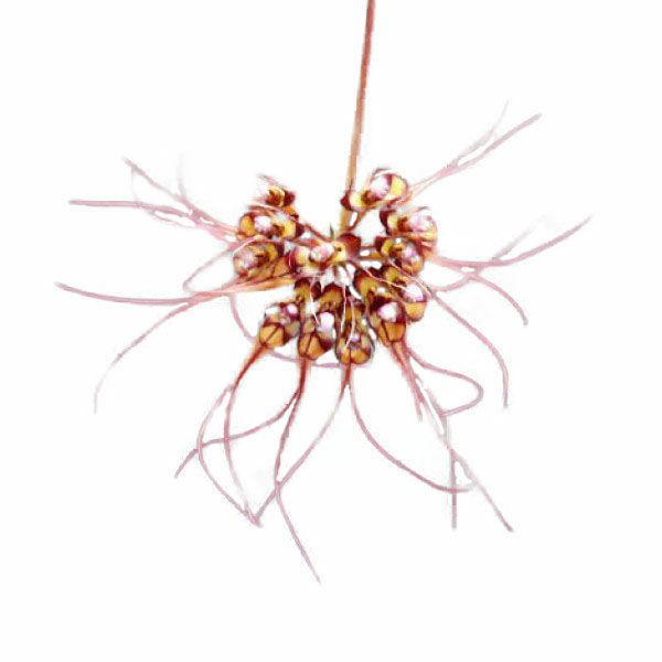 【花なし株】 バルボフィラム グラシリマム Bulb.gracillimum 原種 3号鉢 15cm 開花サイズ(BS)