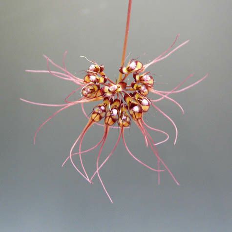 【花なし株】 バルボフィラム グラシリマム Bulb.gracillimum 原種 3号鉢 15cm 開花サイズ(BS)