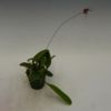 【花なし株】 バルボフィラム グラシリマム Bulb.gracillimum 原種 3号鉢 15cm 開花サイズ(BS)