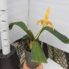 【花なし株】 バルボフィラム ロビー ‘キャシースゴールド’ Bulb.lobbii ‘Kathys Gold’ AM/AOS 原種 3号鉢 20cm 開花サイズ(BS)