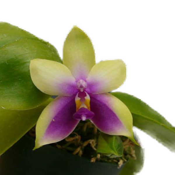 【花なし株】 ファレノプシス ビオラセア Phal.violacea (=Phal.bellina) 原種 芳香あり 2.5号鉢 20cm  開花サイズ(BS) | 洋蘭.jp