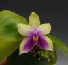 【花なし株】 ファレノプシス ビオラセア Phal.violacea (=Phal.bellina) 原種 芳香あり 2.5号鉢 25cm 開花サイズ(BS)