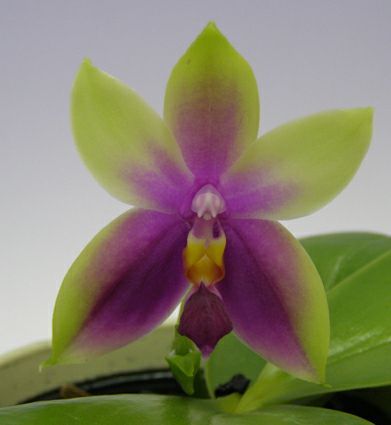 【花なし株】 ファレノプシス ビオラセア Phal.violacea (=Phal.bellina) 原種 芳香あり 2.5号鉢 20cm  開花サイズ(BS)