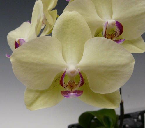 【花なし株】 ファレノプシス フォーチュンザルツマン Phal.Fortune Saltzman 交配種 3号鉢 25cm 開花サイズ(BS)
