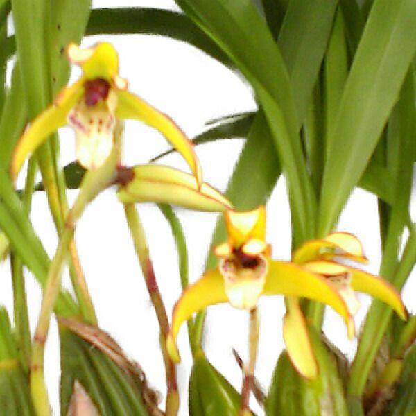  【花なし株】 マキシラリア マージナータ Max.marginata 原種 芳香あり 3号鉢 25cm 開花サイズ(BS)