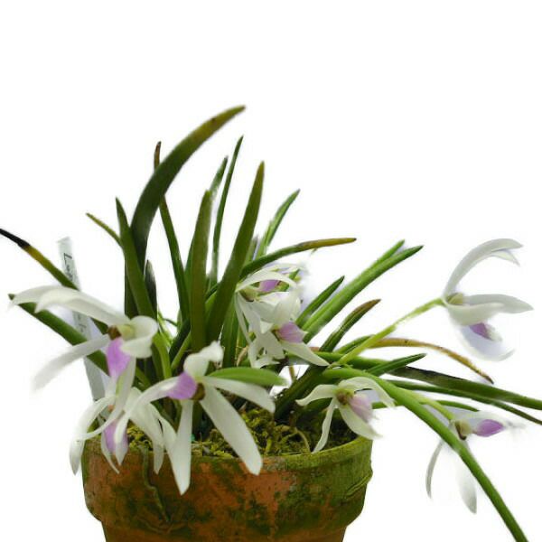 【花なし株】 レプトテス ビカラー ‘ハマナ’ Lpts.bicolor ‘Hamana’ BM/JOGA 原種 2.5号鉢 15cm 開花サイズ(BS)