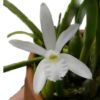 【花なし株】 レリア ルンディー アルバ ‘コチア’ L.lundii var. alba ‘Cotia’ 原種