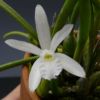 【花なし株】 レリア ルンディー アルバ ‘コチア’ L.lundii var. alba ‘Cotia’ 原種