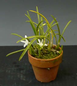 【花なし株】 レリア ルンディー アルバ ‘コチア’ L.lundii var. alba ‘Cotia’ 原種