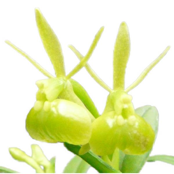 【花なし株】 エピデンドラム ペペロミア アルバ Epi.peperomia var. alba (=Epi.porpax var. alba) 原種 2.5号鉢 15cm 開花サイズ(BS)