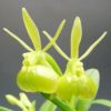 【花なし株】 エピデンドラム ペペロミア アルバ Epi.peperomia var. alba (=Epi.porpax var. alba) 原種 2.5号鉢 15cm 開花サイズ(BS)