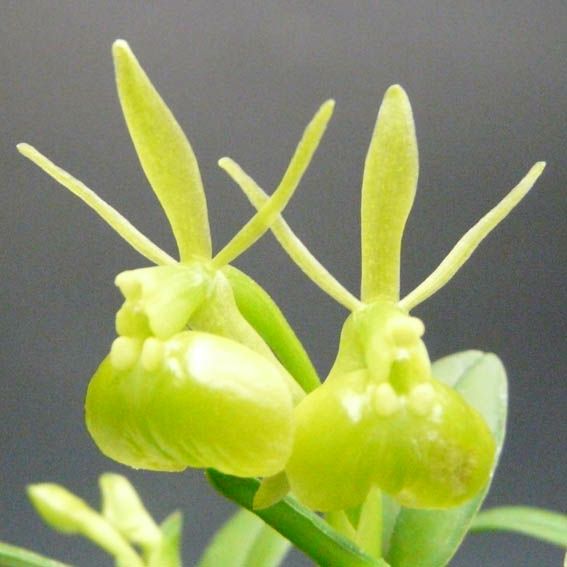 【花なし株】 エピデンドラム ペペロミア アルバ Epi.peperomia var. alba (=Epi.porpax var. alba) 原種 2.5号鉢 15cm 開花サイズ(BS)