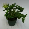 【花なし株】 エピデンドラム ペペロミア アルバ Epi.peperomia var. alba (=Epi.porpax var. alba) 原種 2.5号鉢 15cm 開花サイズ(BS)