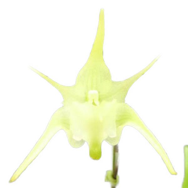 【花なし株】 エランテス グランディフロラス Aerth.grandiflorus 原種 3号鉢 25cm 開花サイズ(BS)
