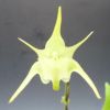 【花なし株】 エランテス グランディフロラス Aerth.grandiflorus 原種 3号鉢 25cm 開花サイズ(BS)