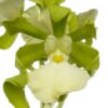 【花なし株】 エンサイクリア コーディゲラ アルバ Ency.cordigera var. alba 原種 3号鉢 20cm 開花サイズ(BS)