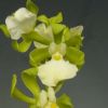 【花なし株】 エンサイクリア コーディゲラ アルバ Ency.cordigera var. alba 原種 3号鉢 20cm 開花サイズ(BS)