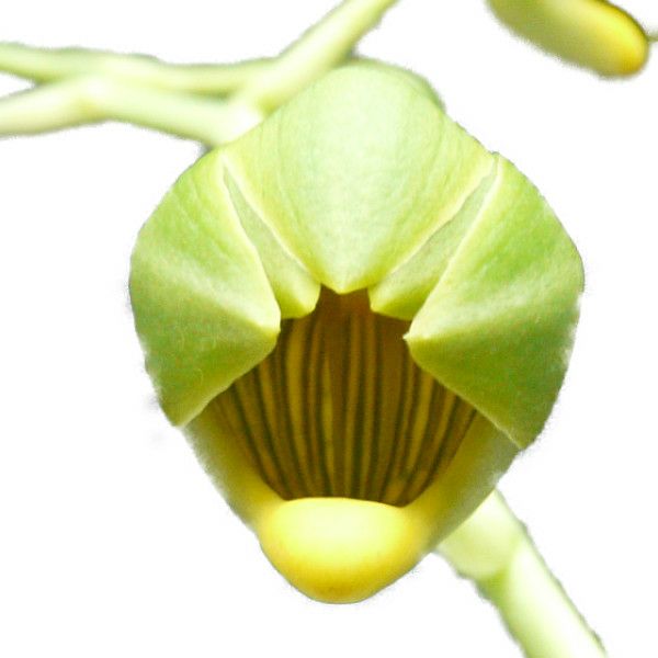 【花なし株】 カタセタム オクラセウム Ctsm.ochraceum 原種 3号鉢 40cm 開花サイズ(BS)