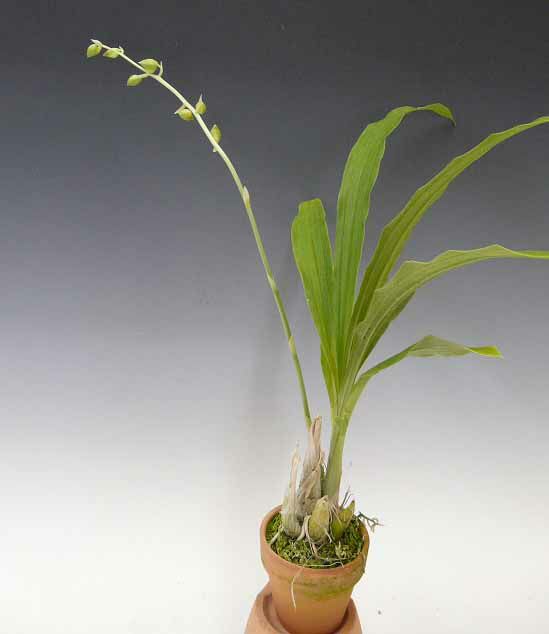 【花なし株】 カタセタム オクラセウム Ctsm.ochraceum 原種 3号鉢 40cm 開花サイズ(BS)