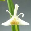 【花なし株】 カデティア テイロリ Cad.taylori 原種 2.5号鉢 20cm 開花サイズ(BS)