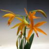 【花なし株】 カトリアンセ アマゾントリック ‘スレンダー’ Ctt.(Lc.)Amazon Trick ‘Slender’ BM/JOGA 交配種 3号鉢 35cm 開花サイズ(BS)