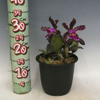 【花なし株】 カトレア シレリアナ C.schilleriana 原種 芳香あり 3.5号鉢 20cm 開花サイズ(BS)