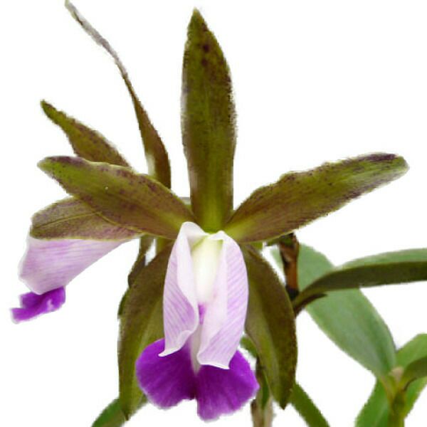 洋蘭原種カトレア　B nodosa Hulk 自然個体　OG株