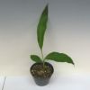 【花なし株】 ゲオドラム アテヌアタム Gdm.attenuatum 原種 3号鉢 25cm 開花サイズ(BS)