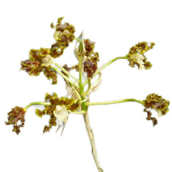 【花なし株】 ションバーキア モヨバンバエ Schom.moyobambae 原種 3号鉢 30cm 開花サイズ(BS)