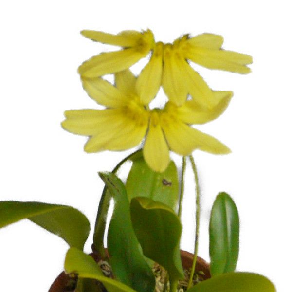 【花なし株】 シルホペタラム パープラッセンス Cirr.purpurascens 原種 3号鉢 20cm 開花サイズ(BS)