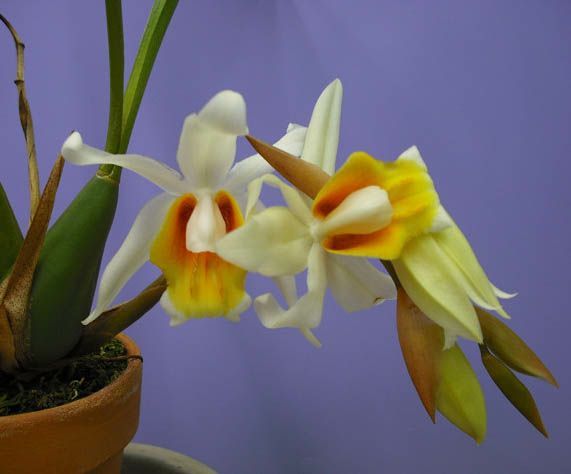 【花なし株】 セロジネ メモリア フクバ Coel.Memoria Fukuba 交配種 3号鉢 25cm 開花サイズ(BS)