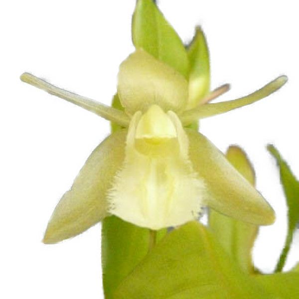 【花なし株】 セロジネ ユニフローラ アルバ Coel.uniflora var. alba 原種 3号鉢 20cm 開花サイズ(BS)