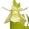【花なし株】 セロジネ ユニフローラ アルバ Coel.uniflora var. alba 原種 3号鉢 20cm 開花サイズ(BS)