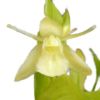【花なし株】 セロジネ ユニフローラ アルバ Coel.uniflora var. alba 原種 3号鉢 20cm 開花サイズ(BS)