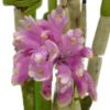 【花なし株】 デンドロビューム オーハラノ Den.Oharano 交配種 3号鉢 30cm 開花サイズ(BS)
