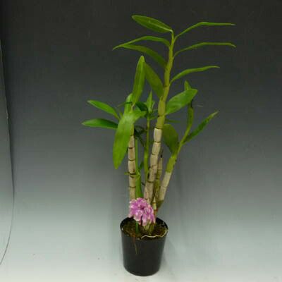 【花なし株】 デンドロビューム オーハラノ Den.Oharano 交配種 3号鉢 30cm 開花サイズ(BS)