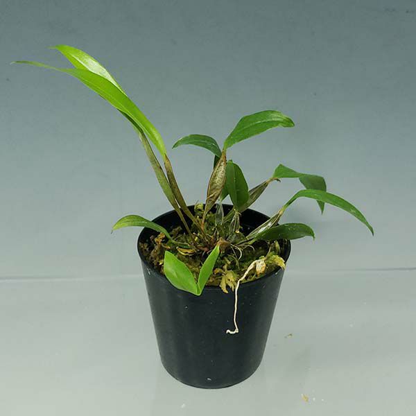 【花なし株】 デンドロビューム テトラゴナム アルベッセンス Den.tetragonum var. albescens 原種 芳香あり 2.5号鉢 15cm 開花サイズ(BS)