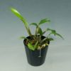 【花なし株】 デンドロビューム テトラゴナム アルベッセンス Den.tetragonum var. albescens 原種 芳香あり 2.5号鉢 15cm 開花サイズ(BS)