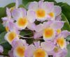 【花なし株】 デンドロビューム ファーメリー Den.farmerii (Pink) 原種 3号鉢 25cm 開花サイズ(BS)