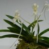 【花なし株】 ネオフィネチア ファルカータ ‘アマノガワ’ Neof.falcata ‘天の川’ 原種 芳香あり 2.5号鉢 20cm 開花サイズ(BS)