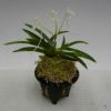 【花なし株】 ネオフィネチア ファルカータ ‘アマノガワ’ Neof.falcata ‘天の川’ 原種 芳香あり 2.5号鉢 20cm 開花サイズ(BS)