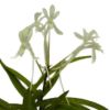 【花なし株】 ネオフィネチア ファルカータ Neof.falcata 原種 芳香あり 2.5号鉢 20cm 開花サイズ(BS)